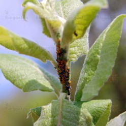 Biologische Schädlingsbekämpfung im Spätwinter
